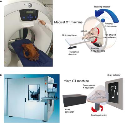 Toward an “Ancient” Virtual World: Improvement Methods on X-ray CT Data Processing and Virtual Reconstruction of Fossil Skulls